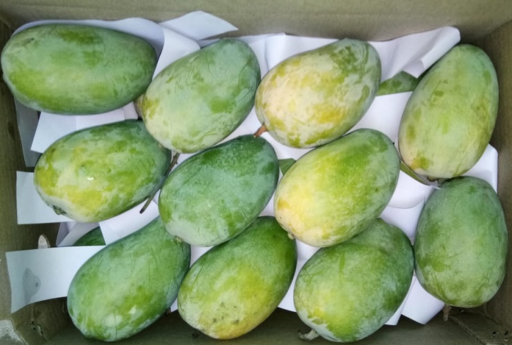 Organic Kesar Mango